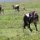 Gnu-Geburt
