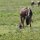 Gnu-Geburt