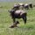 Gnu-Geburt
