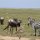 Riesen-Trappe, Gnu + Zebra