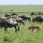 Gnu-Herde