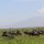 riesige Gnu-Herde
