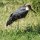 Marabu