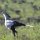 Sekretär-Vogel