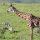Giraffe + Zebras