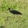 Storch
