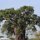 Baobab-Baum