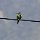 Bienenfresser-Vogel