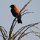 bunter Vogel