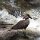 Hammerkopf-Ente