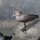 Hammerkopf-Ente