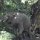 Elefant im Bach