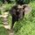 Elefant am Weg
