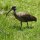 Hagedasch-Ibis