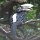 Silberflecken-Hornbill