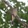 Singvogel