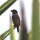 afrikanischer Spatz
