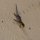 farbiger Gecko