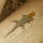 bunter Gecko auf unserem Balkon