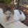 Hotel-Katze
