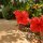 Hibiskus