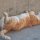 die Katze ist satt