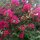 Bougainvilleas beim Hotel-Eingang