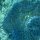 grosse blaue Leder-Anemone
