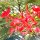 Baum-Blüten