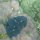 blaue Riesenmuschel