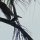 'King-Fisher' (Eisvogel)