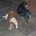 die Hotel-Hunde