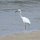 Reiher am Strand