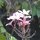 Frangipani-Blüten