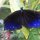 blauschwarzer Falter