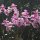 wilde Orchideen