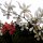 Orchideen