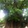 ‚Enchanted Balete Tree‘