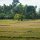 Landschaft mit Reisfeldern