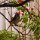 Vogel in der Bougainvillea-Hecke