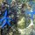 blaue Seesterne