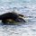 ein dritter Seehund im Wasser