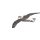 Skua (Grosse Raubmöwe)
