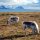 Svalbard-Rentiere