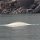 Beluga ( = Weisser Wal )