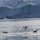 Skuas (grosse Raubmöwen)