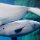 vor dem Diner gibt ein Lektor den Vortrag über Belugas mit fantastischen Fotos