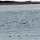 eine Eisbärenfamilie im Krossfjorden