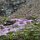 ein Teppich von Steinbrech-Blüten