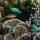 verschiedene Chromis-Riffbarsche